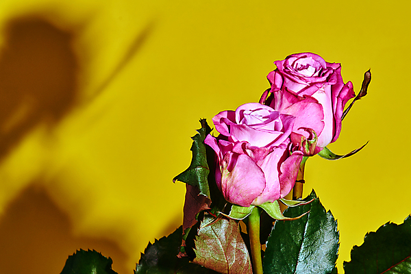 포토 JPG 해외이미지 식물 꽃잎 꽃 분홍색 잎 자연 사람없음 내부 초록색 장미 노란색 흰색 묘사 폴란드 꽃수술 해외202004 해외포토 유럽 컬러 생태계 파일형식 이미지허브