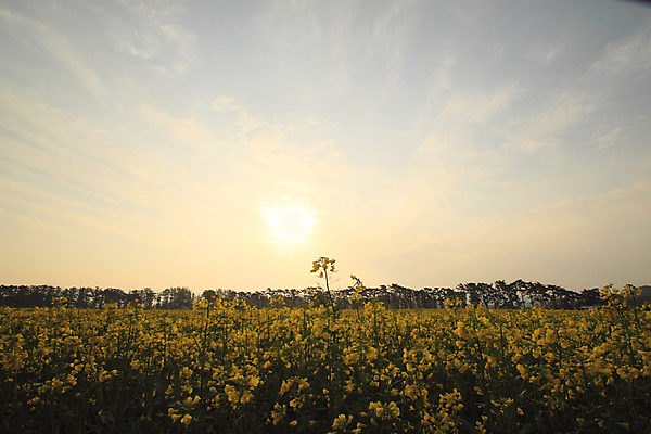 포토 JPG 해외이미지 구름 꽃 백그라운드 밭 농업 자연 하늘 씨앗 풍경 사람없음 초록색 파란색 농작물 농장 농경지 노란색 봄 성장 유채 밭일 카놀라 해외202004 해외포토 자연요소 식물 계절 산업 컬러 생태계 파일형식 이미지허브