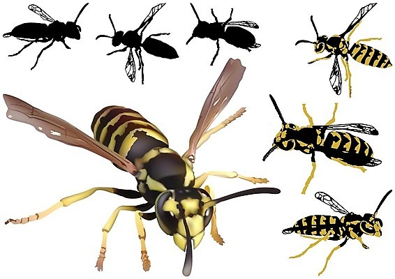 EPS 해외이미지 클립아트 동물 실루엣 곤충 일러스트 자연 안테나 세트 줄무늬 해충 벌레 말벌 흉부 자르기 딱정벌레 그림 찌르기 기어가기 고립 동물상 해외202004 해외일러스트 무늬 통신 모션 촬영기법 조형물 호흡기관 벌_곤충 생태계 파일형식 벡터 이미지허브