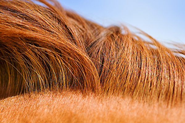 포토 JPG 해외이미지 동물 1 실루엣 야생동물 자연 추상 수염 사람없음 야외 가로 여름 반려동물 햇빛 갈색 시골 승마 질감 갈기 해외202004 해외포토 계절 스포츠 컬러 무늬 촬영기법 태양 생태계 파일형식 이미지허브