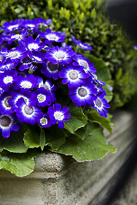 포토 JPG 해외이미지 식물 계절 공원 꽃 꽃다발 자연 거리 풍경 사람없음 장식 파란색 컬러풀 꽃병 봄 성장 가격 다발 꽃집 양동이 그림 프리뮬러 해외202004 해외포토 공공시설 컬러 상점 생태계 파일형식 이미지허브
