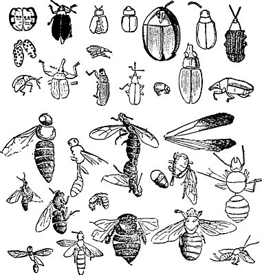 EPS 해외이미지 동물 곤충 날개 일러스트 미술 검은색 수확 골동품 흰색 역사 그림 화석 고생물 판화 멸종 선사시대 기간 옛날 지질학 해외202004 해외일러스트 교육 컬러 농업 문화예술 생물 파일형식 벡터 이미지허브