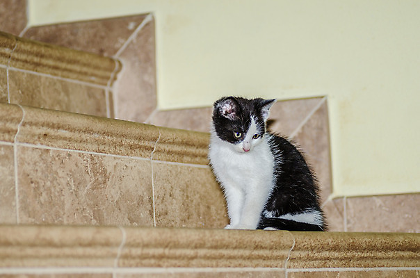 포토 JPG 해외이미지 동물 어린이 장난 포유류 수염 털 사람없음 친구 갈색 검은색 고양이 가축 우정 회색 흰색 개 달콤 작음 소중 꼬리 고립 주목 타격 해외202004 해외포토 컬러 컨셉 관계 모션 사람 반려동물 맛 크기 파일형식 이미지허브