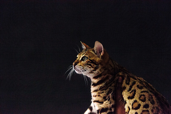 포토 JPG 해외이미지 동물 발 털 사람없음 반려동물 고양이 해외202004 해외포토 포유류 신체부위 파일형식 이미지허브