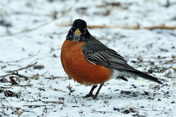 포토 JPG 해외이미지 동물 야생동물 자연 조류 사람없음 동물상 해외202004 해외포토 조형물 생태계 파일형식 이미지허브