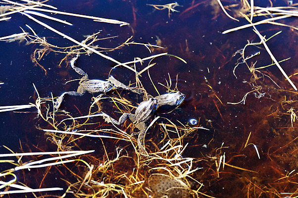 포토 JPG 해외이미지 동물 개구리 양서류 사람없음 물 봄 연못 해외202004 해외포토 자연요소 계절 파일형식 이미지허브