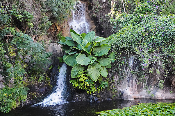 포토 JPG 해외이미지 식물 잎 자연 산 사람없음 물 강 폭포 흐름 가을 떨어짐 해외202004 해외포토 자연요소 계절 컨셉 생태계 파일형식 이미지허브