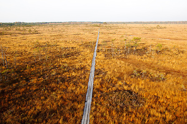 포토 JPG 해외이미지 나무 식물 계절 공원 유럽 길 야생동물 여행 자연 이끼 풍경 잔디 사람없음 야외 목재 물 걷기 환경 맑음 침묵 젖음 가을 연못 황무지 습지 숲 장면 지역 내추럴 라트비아 변소 해외202004 해외포토 자연요소 동물 공공시설 나라 재료 모션 날씨 북유럽 소리 생태계 파일형식 이미지허브