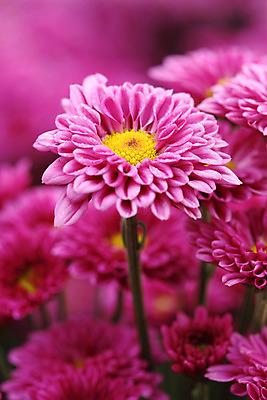 포토 JPG 해외이미지 식물 계절 꽃잎 꽃 분홍색 꽃다발 백그라운드 잎 꽃무늬 패턴 태국 자연 휴가 국화 발렌타인데이 사람없음 야외 장식 빨간색 초록색 여름 컬러풀 정원 보라색 봄 활발 벚꽃 가을 흰색 신선 개화 닫기 제비꽃 원예 해외202004 해외포토 아시아 컬러 컨셉 무늬 모션 데이이벤트 취미 생태계 파일형식 이미지허브