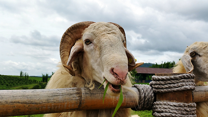 포토 JPG 해외이미지 나무 밭 자연 하늘 산 뿔 잔디 사람없음 초록색 흰색 신선 양 먹기 매듭 생존 해외202004 해외포토 식물 컬러 농업 포유류 모션 생태계 파일형식 이미지허브