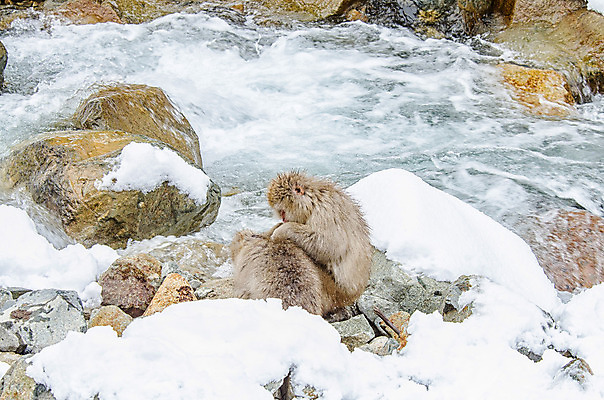 포토 JPG 해외이미지 나무 동물 공원 얼굴 야생동물 분홍색 조각 겨울 포유류 털 사람 사람없음 갈색 걷기 일본 얼음 봄 산책 추위 원숭이 표현 관찰 뜨거움 호기심 오르기 유인원 폭설 해외202004 해외포토 자연요소 식물 계절 공공시설 감정 아시아 컬러 컨셉 모션 휴식 눈_날씨 신체부위 자연재해 파일형식 이미지허브