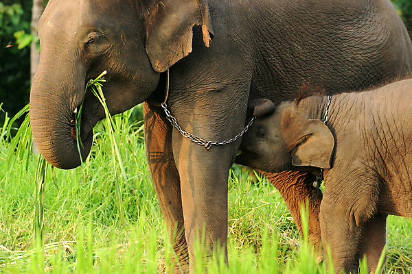 포토 JPG 해외이미지 나무 식물 동물 아시아 얼굴 야생동물 새끼 잎 포유류 태국 자연 엄마 코끼리 미소 사람없음 야외 갈색 가축 힘 회색 자유 숲 위험 작음 큼 유연 사파리 환경보전 유기농 열대기후 해외202004 해외포토 멸종위기종 웰빙 나라 컬러 컨셉 가족 표정 신체부위 크기 사회이슈 생태계 파일형식 이미지허브