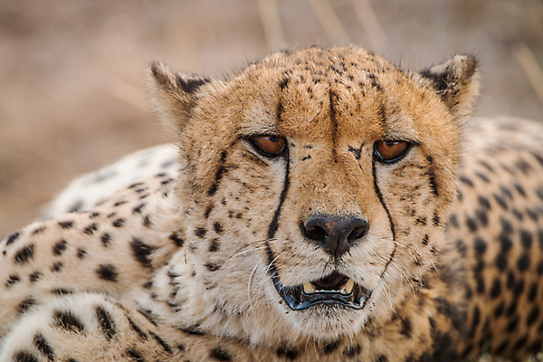 포토 JPG 해외이미지 동물 야생동물 포유류 아프리카 자연 사람없음 고양이 보호 사파리 육식동물 멸종 치타 남아프리카 해외202004 해외포토 나라 컨셉 반려동물 생태계 파일형식 이미지허브