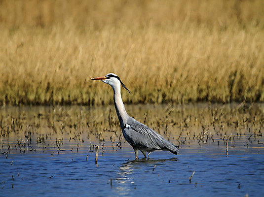 포토 JPG 해외이미지 동물 구름 포즈 나비 백그라운드 컨셉 농업 곰 자연 조류 지팡이 하늘 풍경 사람없음 물 파란색 호주 저녁 왜가리 돌무덤 해외202004 해외포토 자연요소 산업 컬러 곤충 포유류 무덤 오세아니아 야간 생태계 파일형식 이미지허브