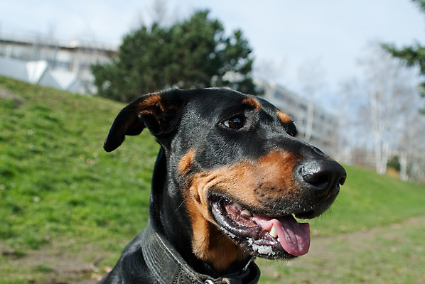 포토 JPG 해외이미지 동물 1 응시 얼굴 포유류 자연 경비 잔디 사람없음 야외 반려동물 갈색 머리 검은색 관찰 개 선탠 코 사냥개 감시 송곳니 기르기 배려 성격 해외202004 해외포토 식물 시선 컬러 모션 안전 신체부위 치아 보호 생태계 돌봄 파일형식 이미지허브