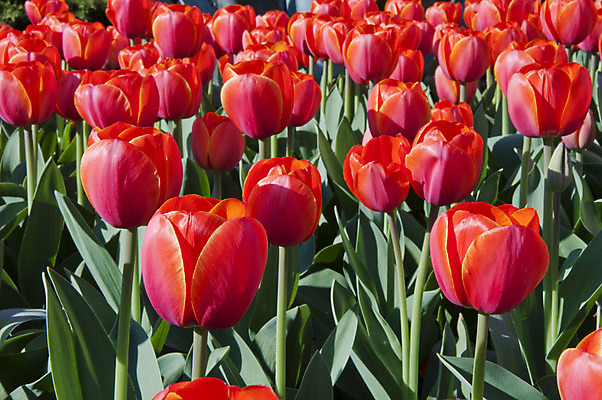 포토 JPG 해외이미지 식물 계절 기념일 꽃잎 꽃 줄기 분홍색 백그라운드 꽃무늬 밭 농업 자연 휴가 부활절 사람없음 야외 빨간색 초록색 컬러풀 햇빛 농장 노란색 환경 정원 보라색 봄 튤립 성장 벚꽃 흰색 시골 원예 데이지 장면 지역 내추럴 블러 해외202004 해외포토 산업 컬러 무늬 이벤트 취미 태양 생태계 파일형식 이미지허브