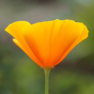 포토 JPG 해외이미지 식물 꽃잎 꽃 분홍색 꽃다발 꽃무늬 자연 사람 사람없음 빨간색 머리 봄 튤립 벚꽃 개화 우아함 확대 오브젝트 싱글 데이지 향기 꽃가루 캐모마일 해외202004 해외포토 계절 컬러 컨셉 무늬 신체부위 가루 허브 생태계 냄새 파일형식 이미지허브