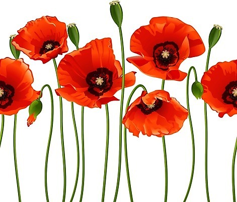 EPS 해외이미지 식물 디자인 계절 꽃잎 꽃 꽃다발 백그라운드 꽃무늬 밭 일러스트 자연 프레임 장식 빨간색 초록색 여름 머리 정원 봄 활발 들꽃 성장 벚꽃 시골 개화 그룹 5월 양귀비 내추럴 줄서기 해외202004 해외일러스트 컬러 컨셉 무늬 농업 모션 신체부위 날짜 생태계 파일형식 벡터 이미지허브