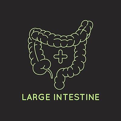 EPS 해외이미지 신체 일러스트 해부 사람 내부 하트 오르간 작음 큼 생물학 간 췌장 해외202004 해외일러스트 모양 교육 의학 장기_의학 건반악기 크기 파일형식 벡터 이미지허브