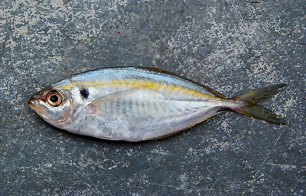 포토 JPG 해외이미지 동물 음식 바다 백그라운드 다이어트 재료 표면 낚시 건강 육류 어류 요리 사람없음 빨간색 물 강 노란색 머리 견본 주방 수중 식사 죽음 신선 은색 지중해 먹기 해산물 피부 질감 꼬리 날것 영양 어장 내추럴 고립 단백질 민물 송어 오메가 콘크리트 많음 해외202004 해외포토 자연요소 컬러 컨셉 식재료 모션 레저 신체부위 수중동물 영양소 파일형식 이미지허브