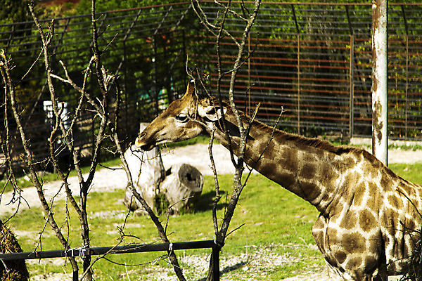포토 JPG 해외이미지 동물 공원 얼굴 야생동물 백그라운드 패턴 포유류 아프리카 자연 하늘 초식동물 동물원 서기 사람없음 옆모습 여름 머리 환경 입 큼 기린 사파리 시드니 고립 해외202004 해외포토 계절 공공시설 나라 뷰포인트 무늬 모션 신체부위 호주 크기 생태계 파일형식 이미지허브