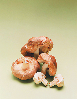 포토 JPG 해외이미지 식물 음식 백그라운드 잎 2 다이어트 채소 과일 건강 사람없음 세로 초록색 세트 바구니 식사 버섯 흰색 나뭇가지 신선 그룹 수집 오브젝트 내추럴 조립 고립 곰팡이 딜 배급 숙성 식용 채식주의자 해외202004 해외포토 나무 컬러 채식 파일형식 이미지허브