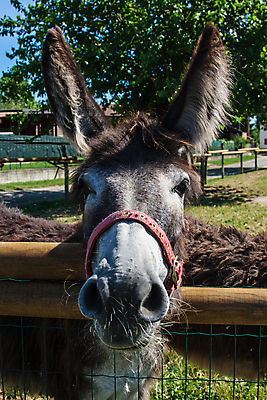 포토 JPG 해외이미지 동물 얼굴 포유류 자연 주택 털 사람없음 초록색 농장 시골 호기심 코 귀 당나귀 해외202004 해외포토 감정 컬러 컨셉 농업 건물 신체부위 말_동물 생태계 파일형식 이미지허브