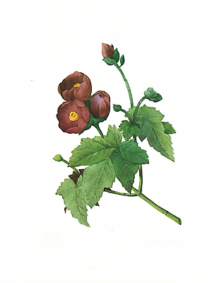 JPG 해외이미지 식물 꽃 꽃다발 일러스트 붓터치 수채화 사람없음 들꽃 그림 번짐 해외202004 해외일러스트 파일형식 효과 이미지허브