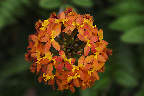 포토 JPG 해외이미지 식물 꽃잎 꽃 문화 분홍색 꽃다발 여행 자연 사람없음 장식 정원 화환 벚꽃 개화 난초 하와이 심기 정중 세련 해외202004 해외포토 컬러 컨셉 모션 미국 생태계 파일형식 이미지허브
