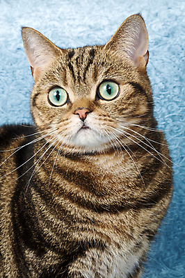 포토 JPG 해외이미지 동물 얼굴 친절 수염 털 사람없음 반려동물 고양이 달콤 호기심 육식동물 해외202004 해외포토 감정 컨셉 포유류 신체부위 맛 파일형식 이미지허브