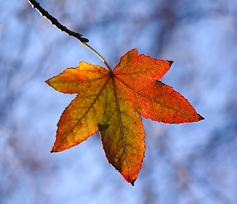 포토 JPG 해외이미지 나무 계절 잎 사람없음 태양 가을 묘사 해외202004 해외포토 자연요소 식물 파일형식 이미지허브