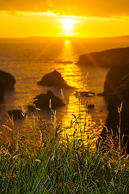 포토 JPG 해외이미지 식물 꽃 파도 바다 여행 오렌지 자연 조류 하늘 휴가 갈대 풍경 사람없음 야외 여름 파란색 반짝임 노란색 평화 일출 침묵 황혼 일몰 새벽 절벽 만 아치 장면 아일랜드 내추럴 파라다이스 해외202004 해외포토 자연요소 동물 계절 유럽 컬러 컨셉 과일 모션 노을 소리 생태계 파일형식 이미지허브