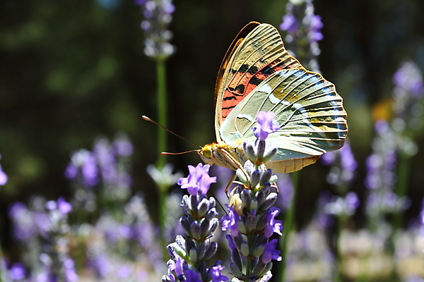 포토 JPG 해외이미지 식물 동물 디자인 계절 꽃잎 꽃 분홍색 나비 곤충 백그라운드 잎 꽃무늬 패턴 날개 오렌지 자연 사람없음 야외 빨간색 초록색 여름 빛 컬러풀 노란색 정원 맑음 보라색 검은색 봄 벚꽃 신선 싱글 향 라벤더 내추럴 프로방스 해외202004 해외포토 컬러 무늬 과일 날씨 허브 생태계 파일형식 이미지허브