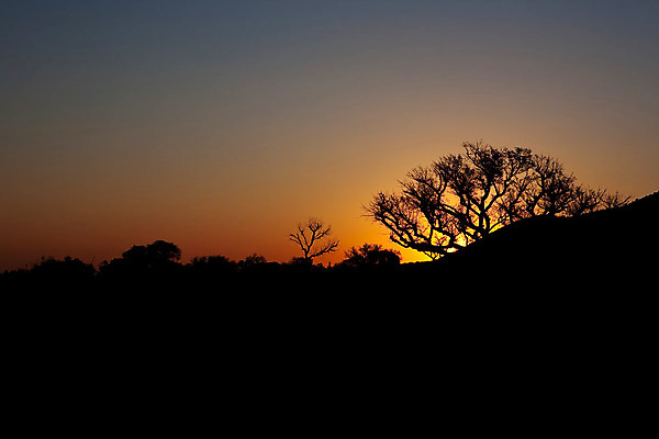 포토 JPG 해외이미지 나무 식물 실루엣 바다 컨셉 자연 하늘 사람없음 일몰 황금 각도 스카이라인 해외202004 해외포토 촬영기법 노을 생태계 파일형식 이미지허브