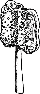 EPS 해외이미지 꽃 선 일러스트 미술 검은색 수확 흰색 작음 그림 판화 얇은 필라멘트 해외202004 해외일러스트 식물 컬러 농업 문화예술 크기 파일형식 벡터 이미지허브