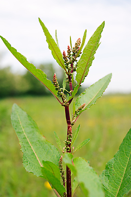 포토 JPG 해외이미지 꽃잎 꽃 호수 분홍색 잎 자연 사람없음 초록색 물 평화 들꽃 벚꽃 습지 내추럴 해외202004 해외포토 자연요소 식물 컬러 컨셉 생태계 파일형식 이미지허브