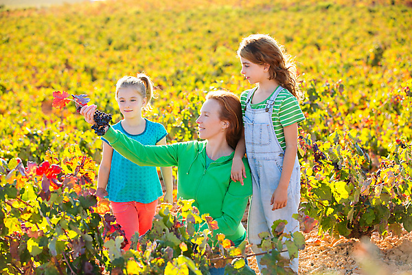 포토 JPG 해외이미지 응시 여자 행복 어린이 포도 들기 상반신 성인 옆모습 세명 농장 기댐 수확 풀잎 멜빵바지 포도밭 여자만 해외포토 시선 감정 뷰포인트 잎 밭 농업 과일 바지 모션 사람 풀_식물 멜빵 파일형식 이미지허브