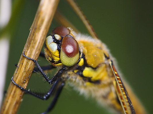 포토 JPG 해외이미지 동물 야생동물 곤충 자연 사람없음 머리 잠자리 육식동물 해외202004 해외포토 신체부위 생태계 파일형식 이미지허브
