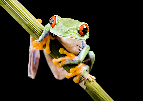 포토 JPG 해외이미지 한마리 야생동물 검은배경 실내 매달리기 양서류 사람없음 청개구리 잎줄기 해외202004 해외포토 동물 1 줄기 백그라운드 모션 개구리 내부 검은색 파일형식 이미지허브