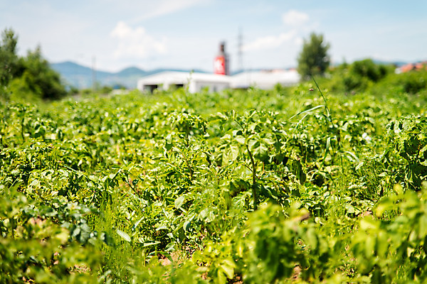 포토 JPG 해외이미지 식물 계절 산업 단풍 밭 농업 채소 자연 하늘 산 풍경 사람없음 야외 초록색 농작물 컬러풀 농장 정원 자유 농촌 땅 시작 유기농 원예 데이지 조경 일렬 먼지 카피스페이스 세련 해외202004 해외포토 웰빙 꽃 컬러 컨셉 잎 취미 공백 시골 생태계 파일형식 이미지허브