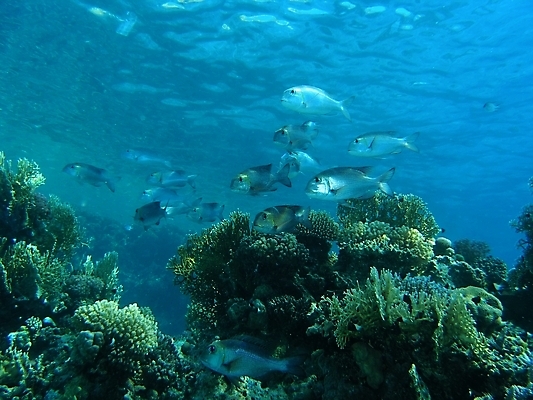 포토 JPG 해외이미지 식물 동물 야생동물 잎 자연 표면 어류 사람없음 초록색 물 여름 반사 사진촬영 수중 투명 스노클링 산호 잠수부 잠수함 다이빙 암초 동물상 해외202004 해외포토 자연요소 계절 컬러 조형물 촬영 수영 수중동물 수상스포츠 자포동물 전문직 생태계 수중스포츠 파일형식 이미지허브