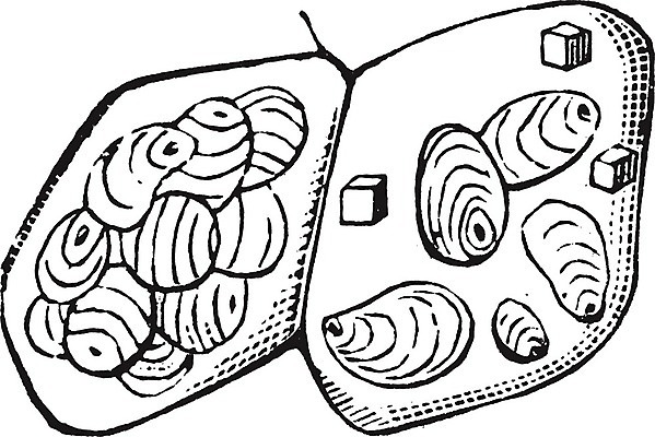 EPS 해외이미지 선 일러스트 감자 세포 미술 검은색 수확 흰색 그림 판화 녹말 작살 해외202004 해외일러스트 컬러 농업 채소 문화예술 파일형식 벡터 이미지허브