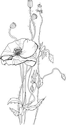 EPS 해외이미지 식물 계절 꽃 야생동물 백그라운드 꽃무늬 패턴 일러스트 자연 잉크 흑백 그래픽 장식 펜 정원 검은색 흰색 나뭇가지 인쇄 스케치 그림 생물학 손그림 양귀비 판화 붓꽃 옛날 핸드메이드 해외202004 해외일러스트 나무 동물 교육 컬러 무늬 촬영기법 미술 필기구 생태계 파일형식 벡터 이미지허브