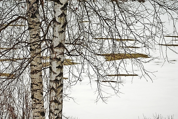 포토 JPG 해외이미지 나무 겨울 부분 자연 바람 날씨 휴식 건조 풍경 사람없음 목재 세로 갈색 침묵 나뭇가지 숲 통나무 자작나무 생태학 해외202004 해외포토 자연요소 식물 계절 교육 컬러 컨셉 재료 소리 생태계 파일형식 이미지허브