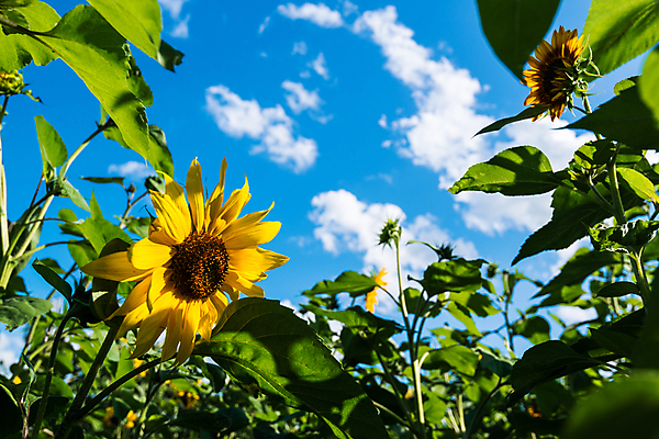 포토 JPG 해외이미지 구름 백그라운드 꽃밭 하늘 해바라기 사람없음 노란색 활발 해외202004 해외포토 자연요소 꽃 컬러 컨셉 파일형식 이미지허브