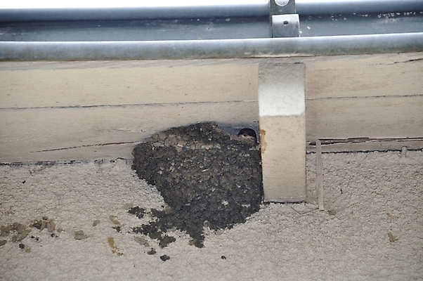 포토 JPG 해외이미지 동물 척추동물 조류 사람없음 모서리 둥지 각도 제비 해외202004 해외포토 파일형식 이미지허브