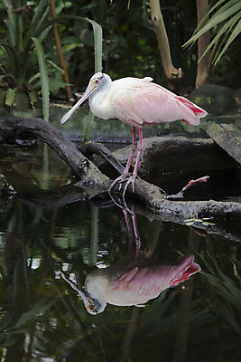 포토 JPG 해외이미지 나무 동물 야생동물 자연 조류 종류 사람없음 물 컬러풀 세계 반사 습지 큼 부리 내추럴 해외202004 해외포토 자연요소 식물 컬러 크기 생태계 파일형식 이미지허브