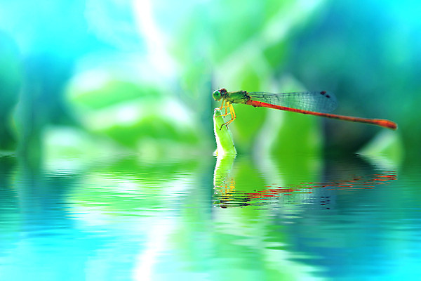 포토 JPG 해외이미지 동물 1 야생동물 곤충 백그라운드 날개 자연 사람없음 초록색 여름 환경 흰색 용 투명 잠자리 작음 날씬함 생물학 내추럴 고립 해외202004 해외포토 계절 교육 컬러 크기 몸매 생태계 파일형식 이미지허브