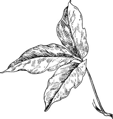 EPS 해외이미지 식물 선 일러스트 미술 검은색 수확 흰색 관목 그림 포도나무 지역 판화 길가 해외202004 해외일러스트 나무 컬러 농업 문화예술 과일나무 파일형식 벡터 산업 이미지허브