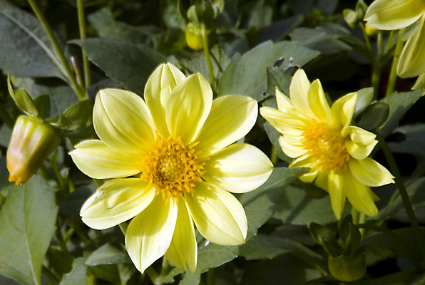 포토 JPG 해외이미지 식물 구름 꽃잎 꽃 화초 줄기 분홍색 꽃다발 백그라운드 잎 꽃무늬 패턴 자연 하늘 사람없음 빨간색 초록색 여름 파란색 노란색 머리 디지털 봄 활발 성장 벚꽃 흰색 신선 수집 심볼 싱글 데이지 합성 심플 거베라 모음 고립 멀티 해외202004 해외포토 자연요소 계절 컬러 컨셉 무늬 한글 신체부위 생태계 파일형식 이미지허브